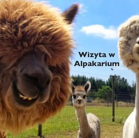 Alpaka Apartments Zakopane , Spa, Jacuzzi, Sauna I Masaze, Kominek , Alpakarium, Duzy Taras, Wifi I Parking Apartman